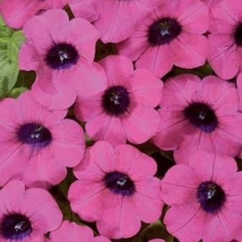 Petunia 'Bluette Purple' PPAF, Can PBRAF