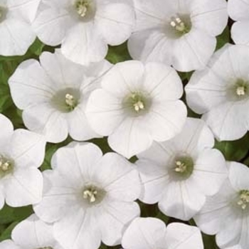 Petunia 'White' 