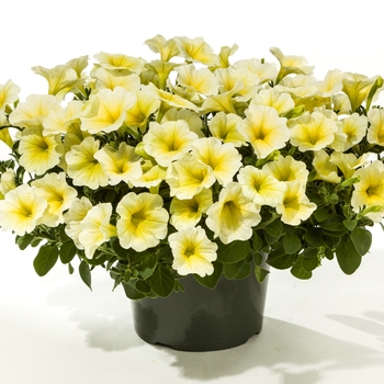 Petunia 'Yellow' 