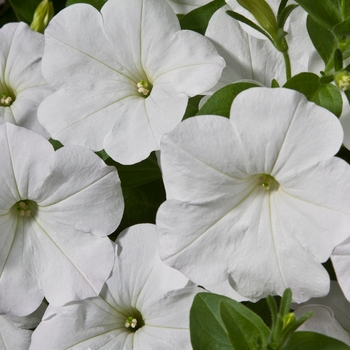 Petunia 'White' 