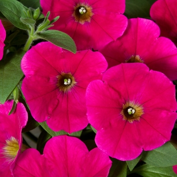 Petunia 'Rose' 