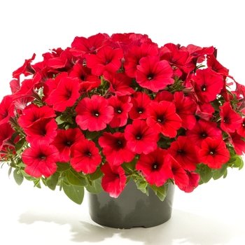 Petunia 'Red' 