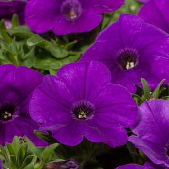 Petunia 'Blue' 