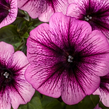 Petunia 'Grape Ice' 