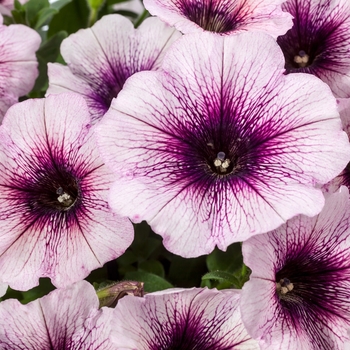 Petunia 'Blue Ice' 