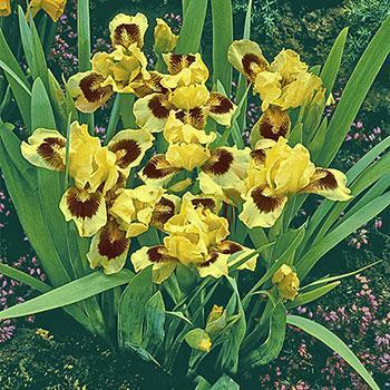 Iris 'Ace' 