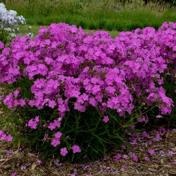 Phlox 'Opening Act Ultrapink'