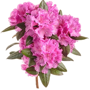 Rhododendron 'Black Hat®' PP31898, Can PBRAF
