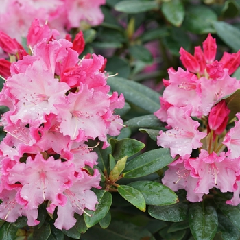 Rhododendron 'NCRX1' PP31150, Can PBRAF