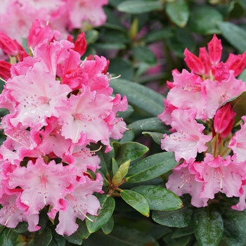 Rhododendron 'Dandy Man Color Wheel®'