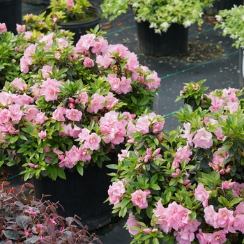 Rhododendron Perfecto Mundo® 'Double Pink'