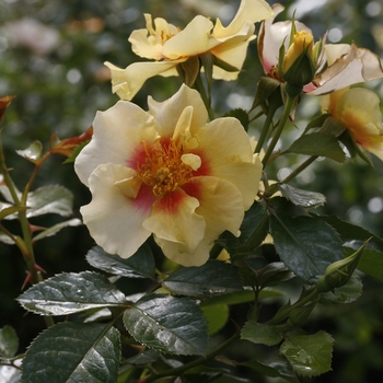 Rosa 'ChewBullseye' PP28394, Can PBRAF