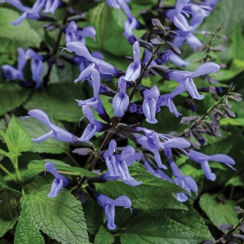 Salvia Rockin'® 'Blue Suede Shoes™'