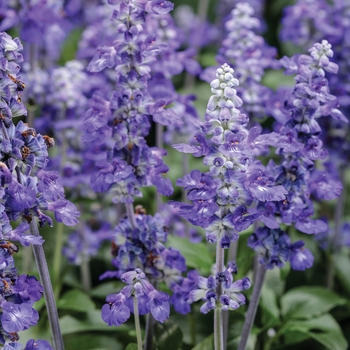 Salvia farinacea Unplugged™ 'So Blue™' PPAF, Can PBRAF