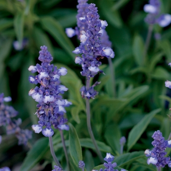 Salvia farinacea 'Blue Frost' 