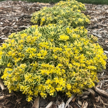 Sedum 'Boogie Woogie' PPAF, Can PBRAF