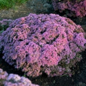 Sedum Rock 'N Round® 'Pride and Joy'