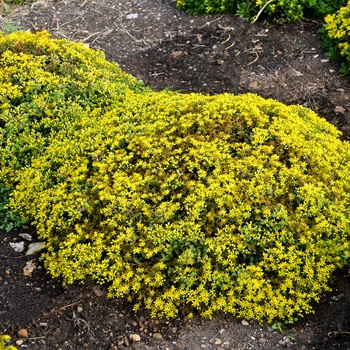 Sedum Rock 'N Grow® 'Yellow Brick Road'