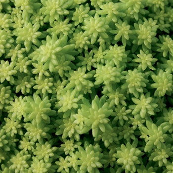 Sedum 'Fine Leaf Gold'