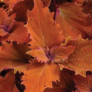 Coleus scutellarioides 'Wicked Hot™' 