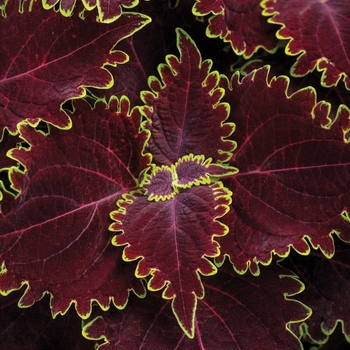 Coleus scutellarioides 'Wicked Witch™' 