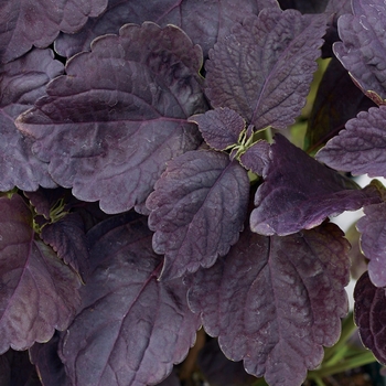 Coleus scutellarioides 'Black Prince' 