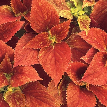 Coleus scutellarioides 'Texas Parking Lot'