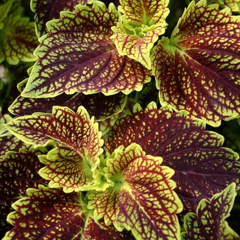 Coleus scutellarioides 'Neptune's Net™'