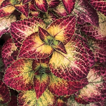 Coleus scutellarioides 'Mt. Washington' 