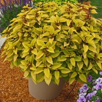 Coleus scutellarioides 'Pineapple' 