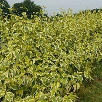 Cornus sericea 'Hedgerows Gold' 