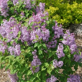 Syringa x hyacinthiflora 'SMNSHSO' PP31119