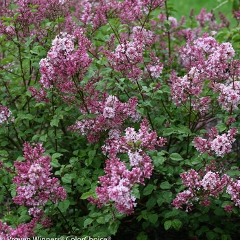 Syringa 'SMSXPM' PP26548, Can 5077