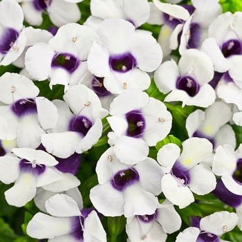 Torenia Catalina® 'Grape-O-Licious™'