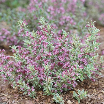 Weigela florida 'Verweig8' 