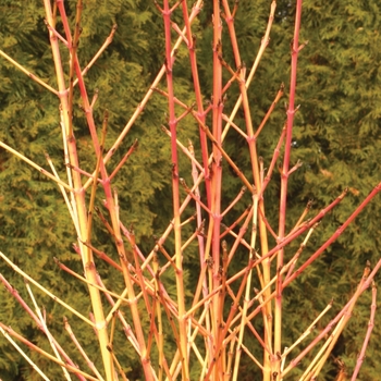 Cornus sanguinea 'Arctic Sun®'