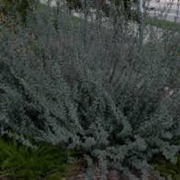 Salix arenaria 'Blue Creek' 
