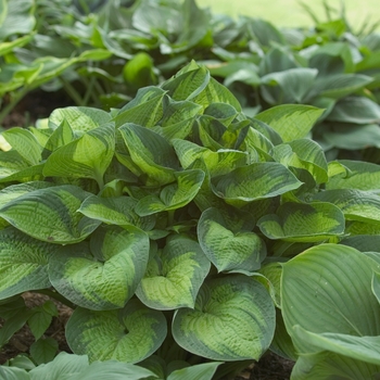 Hosta 'Paradigm' 