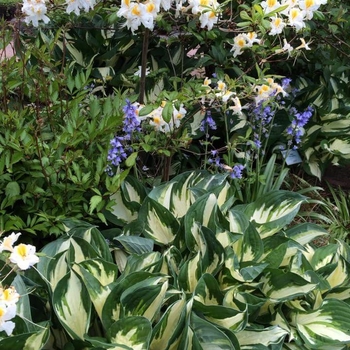 Hosta fortunei 'Fire & Ice' 