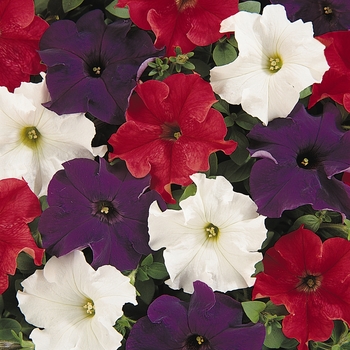 Petunia 'Patriot Mix' 