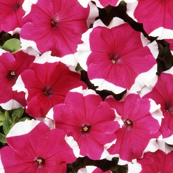 Petunia 'Rose Picotee' 