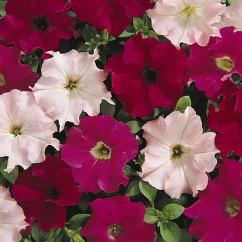 Petunia 'Wild Rose Mix' 