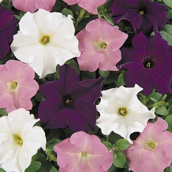 Petunia 'Waterfall Mix' 