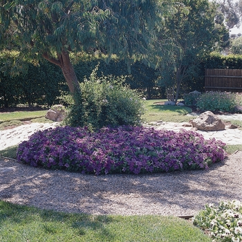 Petunia 'Sky Blue' 