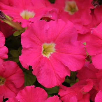 Petunia 'Rose' 