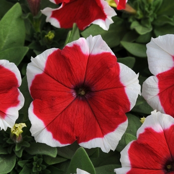 Petunia 'Red Picotee' 