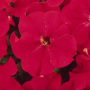 Petunia 'Red' 