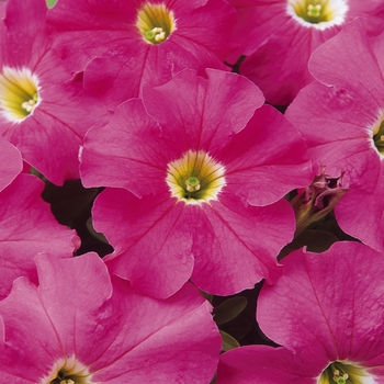 Petunia 'Pink' 