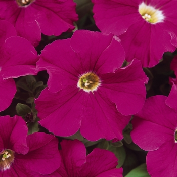 Petunia 'Neon Rose' 