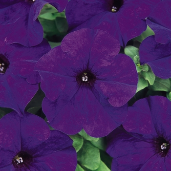 Petunia 'Midnight' 